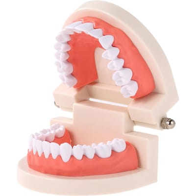 Modèle d'enseignement des dents dentaires pour enfants et adultes, outil de démonstration Standard des gencives pour les enfants qui étudient white