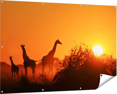 Gards Tuinposter Drie Giraffe Silhouetten bij Zonsondergang - 150x100 cm - Tuindoek - Tuindecoratie - Wanddecoratie buiten - Tuinschilderij