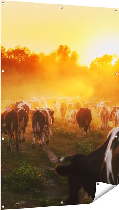 Gards Tuinposter Kudde Koeien in Weiland bij Zonsondergang - 100x150 cm - Tuindoek - Tuindecoratie - Wanddecoratie buiten - Tuinschilderij