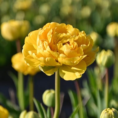 InVolleBloei Tulpenbollen 'Yellow Pomponette' – 30 stuks – Gele Dubbele Tulpen – Voorjaarsbloemen – Bloembollen najaar planten