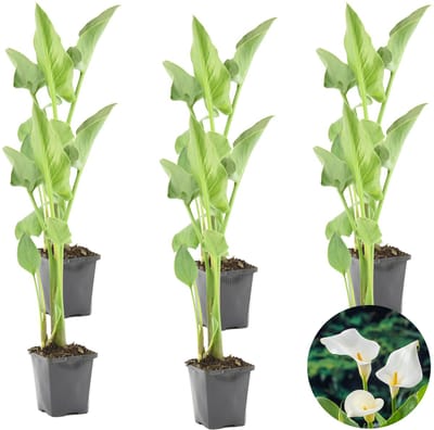 Bloomique - Set van 6 - Zantedeschia Aethiopica - Witte Aronskelk - Vijverplanten - Winterhard - Hoogte 10-20 cm - Pot 9 cm