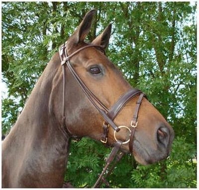 311GP HB Hoofdstel Turijn Gold Plated - Bruin - Cob