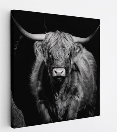 Saammp Canvas Schilderij - Schotse Hooglander Koe - Zwart-Wit - Dieren - Portret - 20x20 - Foto op canvas - Wanddecoratie - muurdecoratie Woonkamer - Slaapkamer decoratie - Canvas Print