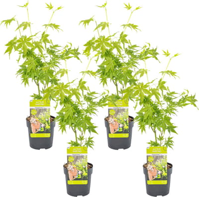 Bloomique - Set van 4 - Acer Palmatum Going Green - Groen Blad - Japanse Esdoorn - Winterhard - Tuinplanten - Hoogte 25-40 cm - Pot 10,5 cm