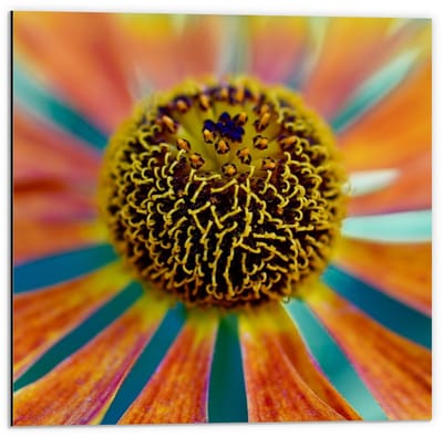 Dibond - Bloem met veel Kleuren  - 50x50cm Foto op Aluminium (Wanddecoratie van metaal)