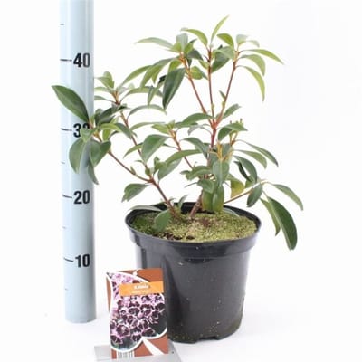 Plants Online BV - Planten - Tuinplanten - Heesters - Set van 1 - Kalmia latifolia 'Schokra'