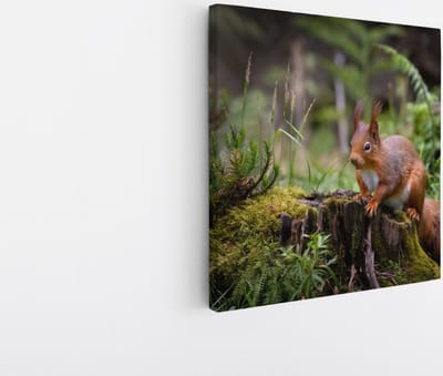 Saammp Canvas Schilderij - Eekhoorn in het bos - Landschap - Bloemen - Natuur - 20x20 - Foto op canvas - Wanddecoratie - Muurdecoratie Woonkamer - Slaapkamer decoratie - Canvas Print