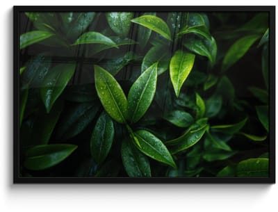 Poster in lijst - Fotolijst 90x60 cm - Posters - Bladeren - Regendruppels - Licht - Groen - Posterlijst zwart - Decoratie - Wanddecoratie woonkamer - Muurdecoratie slaapkamer