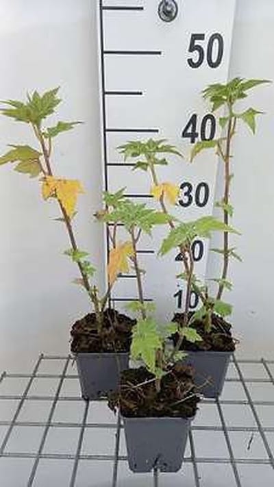 6x Malvastruik - Lavatera hybr. 'Lilac Lady' | 9x9 cm pot