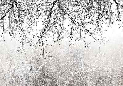 Fotobehangkoning - Behang - Vliesbehang - Fotobehang Takken van Bomen - Natural Brightness - 150 x 105 cm