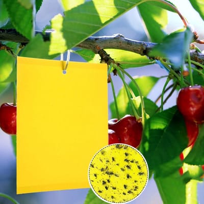 Gele steker met kersenmadenval - effectieve insectenbestrijding - set van 20