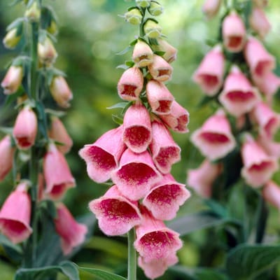 Grijspaarse vingerhoedskruid (Digitalis mertonensis) - - Vingerhoedskruid (Driepack) - Vaste planten - Bijen-Vlinders - Snijbloemen