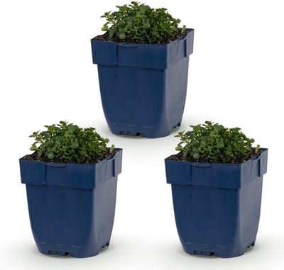 Green boutiQ - Vasteplant - Campanula portenschlagiana - Perzikbladklokje - Bodembedekkend - Roze - 3 Planten - Pot 11cm - Hoogte 15-25cm