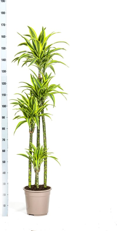 Goudpalm, Drakenbloedboom, Tropische, Groene Kamerplant, Groen Gestreept Slank Blad met Opvallende Limoengroene Rand, Dracaena Deremensis Lemon Lime Ø27cm - 180cm
