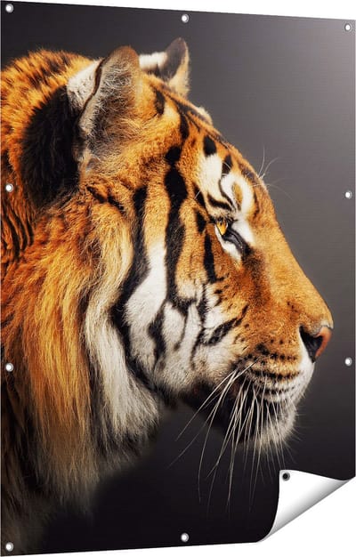 Gards Tuinposter Zijaanzicht van een Tijger - Tijgerkop - 90x120 cm - Tuindoek - Tuindecoratie - Wanddecoratie buiten - Tuinschilderij