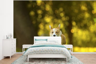 Behang - Fotobehang Enthousiaste corgi - Breedte 320 cm x hoogte 240 cm