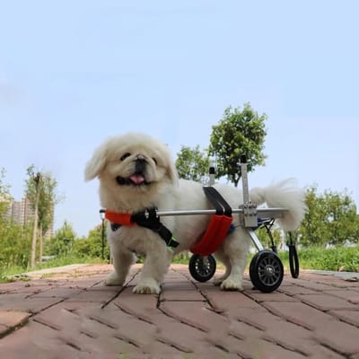 Hondenrolstoel - Hulpmiddel Honden - Huisdier Mobiliteit - Verstelbaar Ontwerp - Voor Kleine Honden - Rood