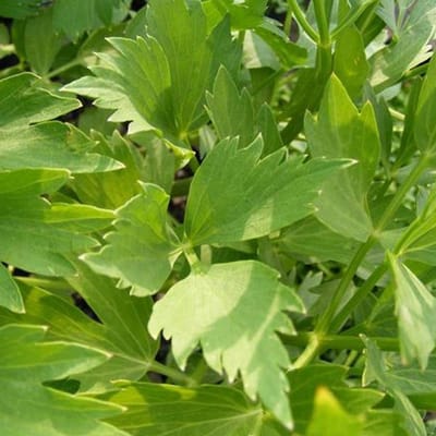 6 x Levisticum Officinale - Maggieplant pot 9x9cm