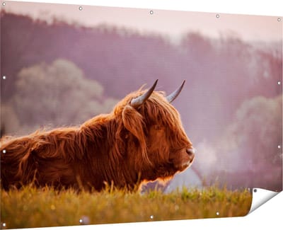 Gards Tuinposter Schotse Hooglander Koe Ligt in het Gras - 180x120 cm - Tuindoek - Tuindecoratie - Wanddecoratie buiten - Tuinschilderij
