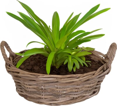 Mega Collections Planten/bloemen mand Levi - rotan - laag model schaal - D35 x H13 cm - plantenpot voor buiten