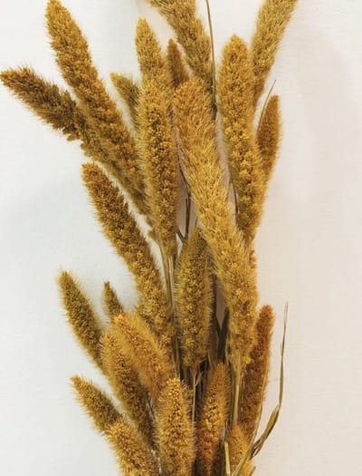 Setaria geel - boeket gedroogde bloemen - De Woonbiotoop
