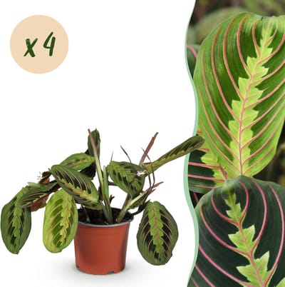 Plantenboetiek.nl | Maranta Fascinator Tricolour - Gebedsplant - Huisdiervriendelijk - Groen - 4 Planten - Ø12cm - 30-35cm hoog - Kamerplant - Groenblijvend