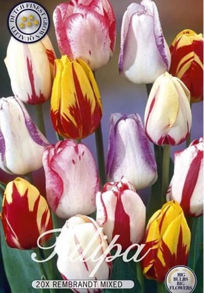Tulipa Triumph Rembrandt Mix Tulpenbollen 20 stuks bolmaat 12/14