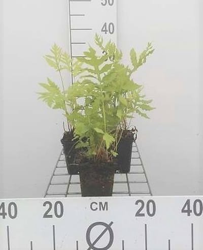 6x Bolletjesvaren - Onoclea sensibilis | 9x9 cm pot