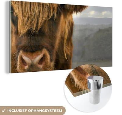 MuchoWow® Glasschilderij 40x20 cm - Schilderij acrylglas - Schotse Hooglander - Oranje - Neus - Foto op glas - Schilderijen