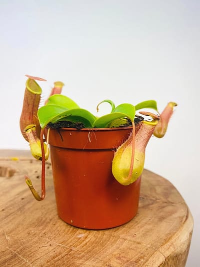 Plantenboetiek.nl | Nepenthes Alata | 1 plant - Ø12cm - 17cm hoog - Kamerplant - Groenblijvend