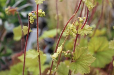 6 x Tellima grandiflora 'Rubra' - Franjekelk, Mijterloof - P9 Pot (9 x 9xm) - Dima Vaste Planten