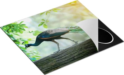 Chefcare Inductie Beschermer Pauw Loopt op een Tak in de Natuur - 60x50 cm - Afdekplaat Inductie - Kookplaat Beschermer - Inductie Mat