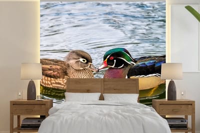 Behang - Fotobehang Eend - Vogels - Water - Veren - Dieren - Breedte 300 cm x hoogte 300 cm