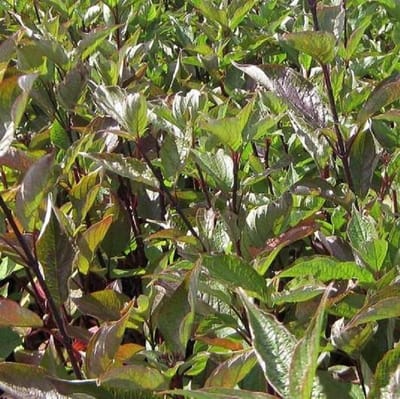 Cornus Alba 'Kesselringii' - Kornoelje - 60-80 cm in pot: Struik met donkerpaarse tot zwarte takken, vooral opvallend in de winter.