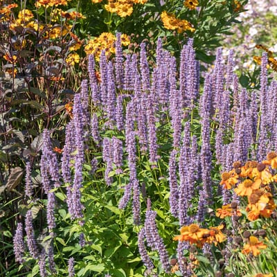 Bloomique - Set van 3 - Agastache Blue Fortune - Dropplant - Rijkbloeiend - Trekt bijen en vlinders aan - Winterhard - Vaste plant - 10-20 cm hoog - Pot 9 cm