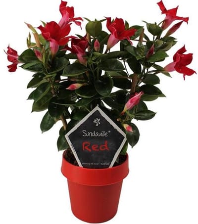 JUNAVERA Mandevilla Sun Red (Dipladenia) | Rode bloeier voor terras en balkon | 40 cm hoog | 14 cm pot | inclusief klimrek