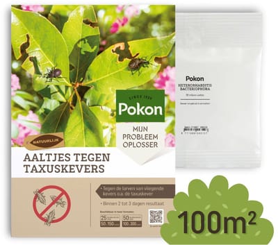 Pokon Aaltjes tegen Taxuskevers - 50 miljoen Aaltjes voor 300 planten of 100m² - Natuurlijke taxuskeverbestrijding - Resultaat binnen 2 tot 3 dagen