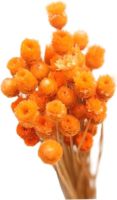Gedroogde bloemen - Madeliefjes boeket - Decoratie huis - Natuurlijk materiaal - 48 cm lengte - Oranje