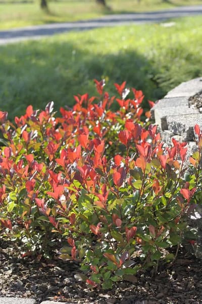 Photinia f. Little Red Robin - Set van 5 (1 meter haag) - Glansmispel - Pot 2 liter 20-30cm - Wintergroen