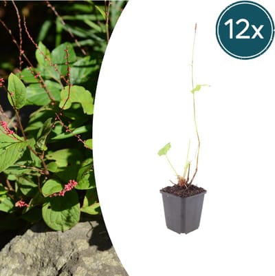 Tuinplantenshop.com | Persicaria a. 'Speciosa' | 12 stuks - Ø9cm - 10-25cm hoog - Tuinplant
