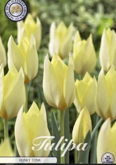 Dutch Finest Quality bloembollen - Tulpen Tulp Specie Honky Tonk x10 6/7s