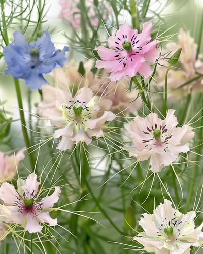 2 sets - Juffertje-in-Het-Groen Zaden Organic Nigella Damascena Eenjarig Persian Jewel Mix