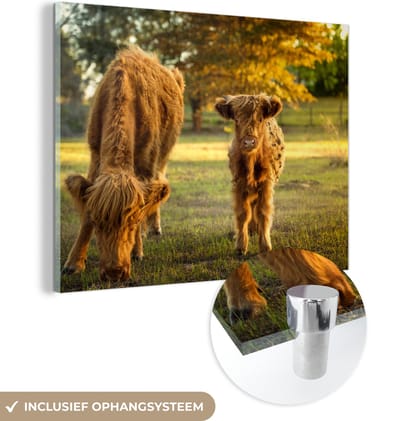 MuchoWow® Glasschilderij 160x120 cm - Schilderij acrylglas - Schotse Hooglander - Kalfje - Herfst - Foto op glas - Schilderijen