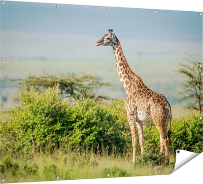 Gards Tuinposter Giraffe in het Wild tussen de Struiken - 160x120 cm - Tuindoek - Tuindecoratie - Wanddecoratie buiten - Tuinschilderij