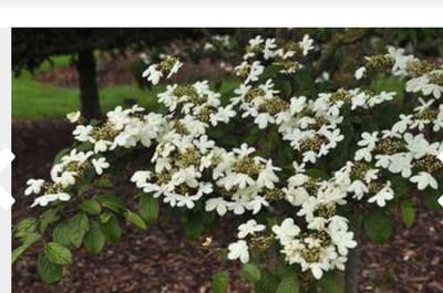 Viburnum plicatum ' Watanabe' - Japanse Sneeuwbal 30 - 40 cm in pot