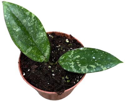 Hoya Aff Vitellina Kamerplant Potmaat Ø10,5 cm |Vers Van De Kweker