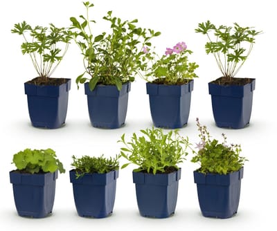 Green boutiQ - Vasteplant - Borderpakket - Bodembedekend - Diversen - Soorten en kleuren - 6 Planten - Pot 11cm - Hoogte 15-25cm