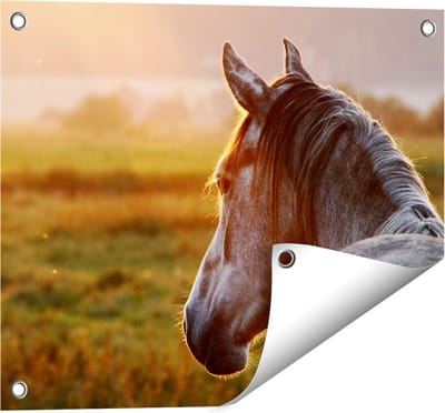 Gards Tuinposter Paard in de Weide tijdens Zonsondergang - 50x40 cm - Tuindoek - Tuindecoratie - Wanddecoratie buiten - Tuinschilderij