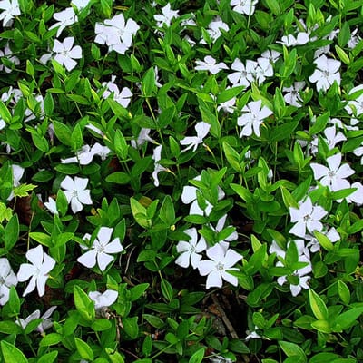 Vinca Minor Alba - Set van 12 - Wintergroen - Maagdenpalm - Pot P9 - Witte Bloem - Wintergroen