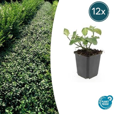 Trendyplants - Euonymus fort. 'Dart's Blanket' - 12 stuks - Kardinaalshoed - Winterhard - Hoogte 10-30 cm - Potmaat Ø9 cm